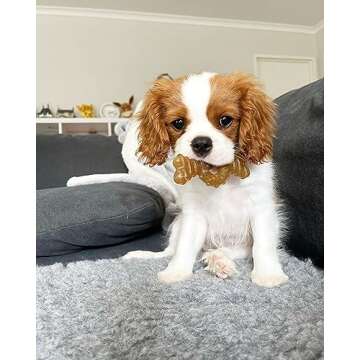 Nylabone Ring Bone Chew Toy for Puppies, Puppy Teething Toys, Chicken Flavor, Chicken Flavor, X-Small - Up to 15 lbs, 2 Pack