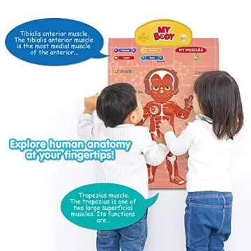 Interactive Human Anatomy Learning Toy for Kids Aged 5-12