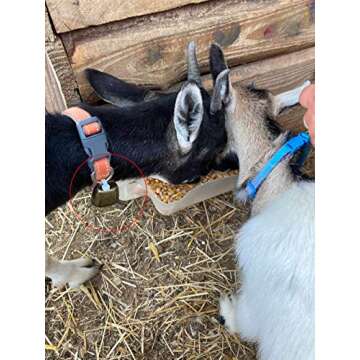 FAFAHOUSE 4 Pack Small Brass Bells for Pets & Decor
