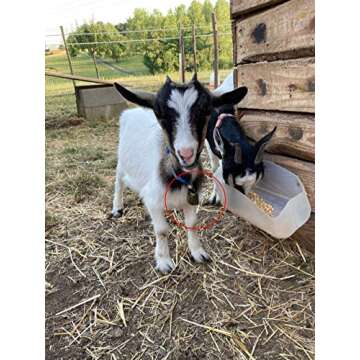 FAFAHOUSE 4 Pack Small Brass Bells for Pets & Decor