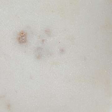 Bloomingville Marble Box Storage Container with Lid, White