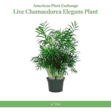 American Plant Exchange Chamaedorea Elegans Parlour Palm Live Indoor Houseplant, 6" Pot, Light Green...