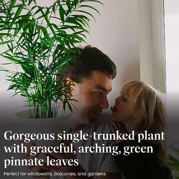 American Plant Exchange Chamaedorea Elegans Parlour Palm Live Indoor Houseplant, 6" Pot, Light Green Air Purifier