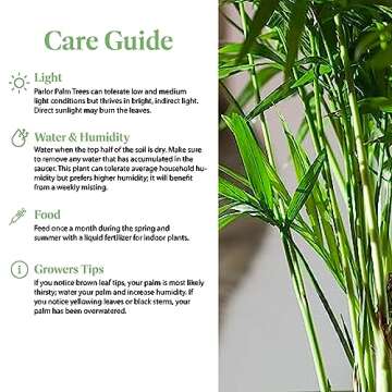 American Plant Exchange Chamaedorea Elegans Parlour Palm Live Indoor Houseplant, 6" Pot, Light Green Air Purifier