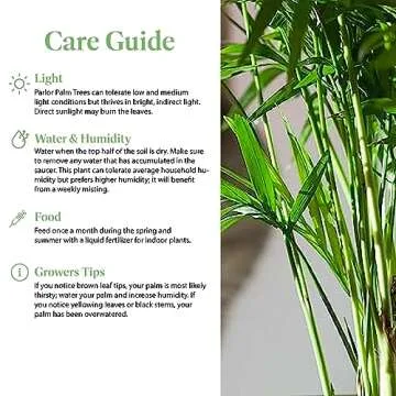 American Plant Exchange Chamaedorea Elegans Parlour Palm Live Indoor Houseplant, 6" Pot, Light Green Air Purifier