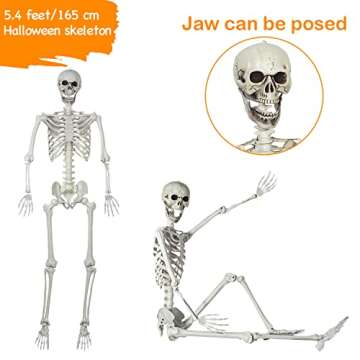 5.4ft Posable Halloween Skeleton - Full Body Life Size Skeleton Bones with Movable Joints for Halloween Indoor/Outddor Decoration Spooky Scene Party Décor