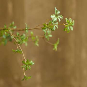 Avoeco Artificial Greenery Stems, 47”Tall Fake Plants Branches, Real Touch Faux Enkianthus Perulatus Twig Leaf for Home Garden Office Wedding Vase Filler Shop Decoration (3 Packs-Green)