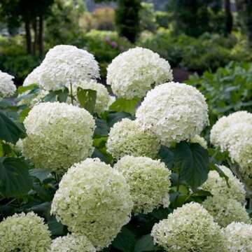 5 Gallon Proven Winners Incrediball Hydrangea Shrub