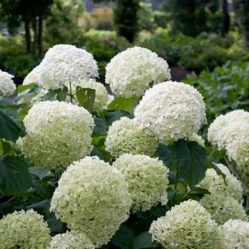 5 Gallon Proven Winners Incrediball Hydrangea Shrub
