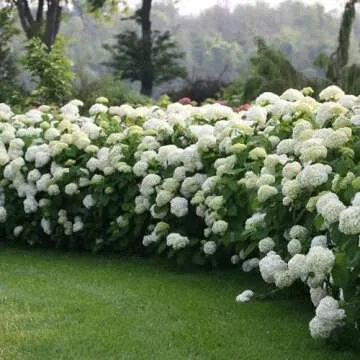 5 Gallon Proven Winners Incrediball Hydrangea Shrub