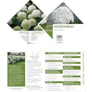5 Gallon Proven Winners Incrediball Hydrangea Shrub