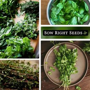 Sow Right Seeds - Hydroponic Herb Seeds for Planting - Basil, Thyme, Cilantro, Parsley & Oregano Seeds for Planting and Growing a Hydroponic Garden Indoors - Perfect for Your Growing Tower or System