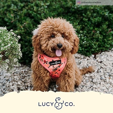 Lucy & Co. Stylish Reversible Dog Harness for All Breeds