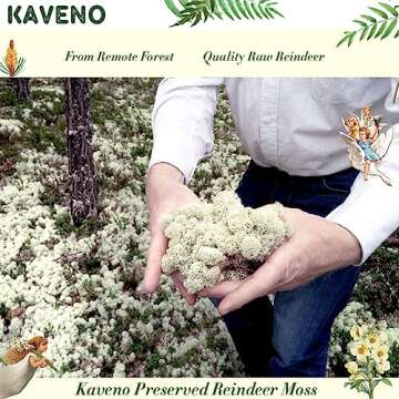 Stardom Moss Preserved, Green Moss for Fairy Gardens, Terrariums, Any Craft or Floral Project or Wedding Other Arts (Green, 3OZ)