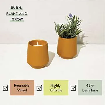 Rooted Candle Grow Set for Unique Indoor Gardening