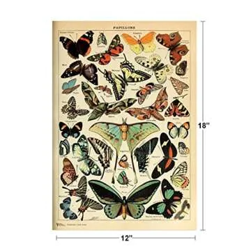 Monarch Butterfly Room Decor Colorful Papillons Chart Bookplate Retro Botanical Nature Animal Vintage Aesthetic Science Education Dorm Bedroom Cool Wall Art Print Poster 12x18