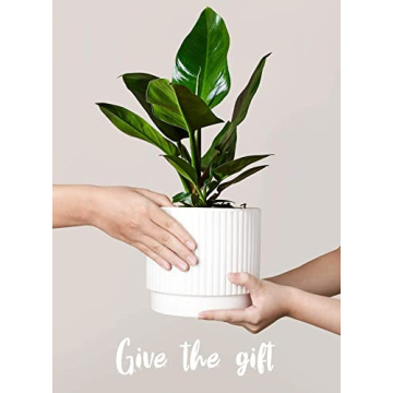 LE TAUCI Ceramic Plant Pots Set of 3 with Drainage Holes