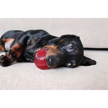 Pet Qwerks Blinky Babble Ball - Flashing Interactive Dog Toy - Large