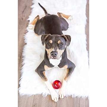 Purchase the Blinky Babble Ball Interactive Dog Toy
