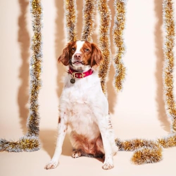 Found My Animal Velvet Pet Collar - Adjustable & Durable