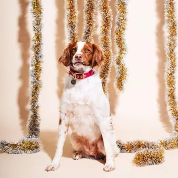 Found My Animal Velvet Pet Collar - Adjustable & Durable