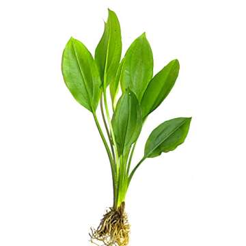 Marcus Fish Tanks - Amazon Sword Echinodorus Bleheri Easy Live Aquarium Plants for Aquatic Freshwate...