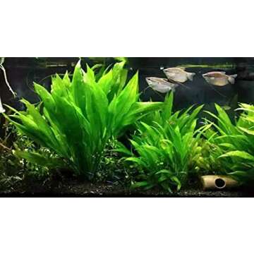 Marcus Fish Tanks - Amazon Sword Echinodorus Bleheri Easy Live Aquarium Plants for Aquatic Freshwater Fish Tank Buy 2 GET 1