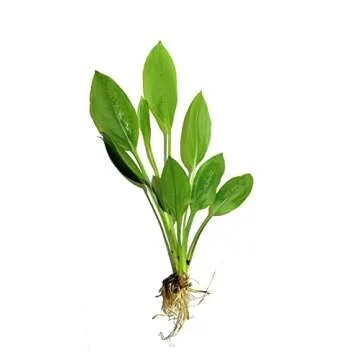 Marcus Fish Tanks - Amazon Sword Echinodorus Bleheri Easy Live Aquarium Plants for Aquatic Freshwater Fish Tank Buy 2 GET 1