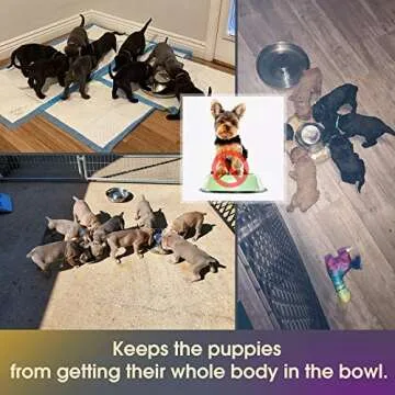 KASBAH Stainless Steel Dog Bowls Set for Puppies