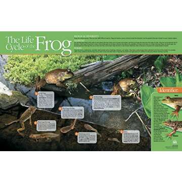 Neo Sci Frog Life Cycle Poster, 35" Width x 23" Height