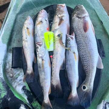 Fairhope Rattle Popping Corks for Redfish and Speckled Trout Freshwater and Saltwater Bobbers Made in Alabama - Mixed Colors (Pack of 5)