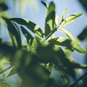 L’OCCITANE Verbena Cleansing Bath & Shower Gel: Gently Cleanse and Delicately Perfume the Skin, Made in France, 16.9 Fl. Oz Refill