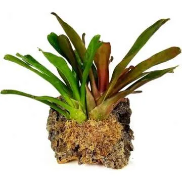 Buy Besgrow Premium New Zealand Sphagnum Moss - 100g Expandable