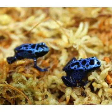 Buy Besgrow Premium New Zealand Sphagnum Moss - 100g Expandable