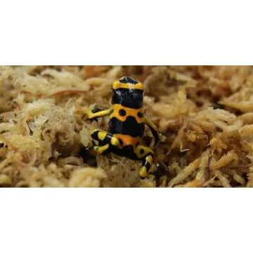 Buy Besgrow Premium New Zealand Sphagnum Moss - 100g Expandable