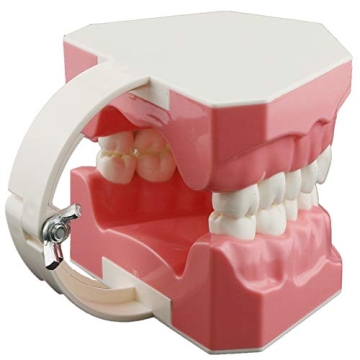 Dentalmall Educational Silicone Tooth Model for Kids
