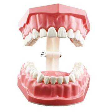 Dentalmall Educational Silicone Tooth Model for Kids