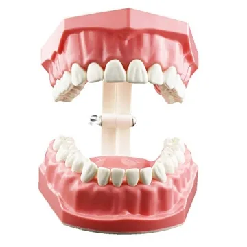 Dentalmall Educational Silicone Tooth Model for Kids