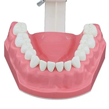 Dentalmall Educational Silicone Tooth Model for Kids