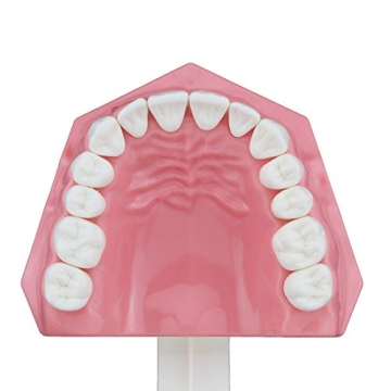 Dentalmall Educational Silicone Tooth Model for Kids