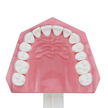 Dentalmall Educational Silicone Tooth Model for Kids