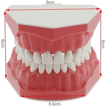 Dentalmall Educational Silicone Tooth Model for Kids