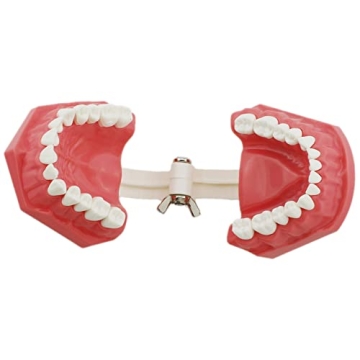 Dentalmall Educational Silicone Tooth Model for Kids