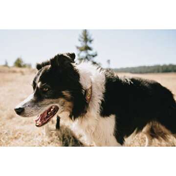 Carhartt Pet Durable Nylon Duck Leashes for Dogs, Reflective Stitching for Visibility, Deep Wine, Large