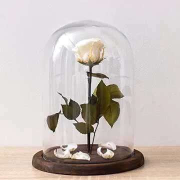 MyGift 10 Inch Tall Clear Glass Display Cloche with Wood Base