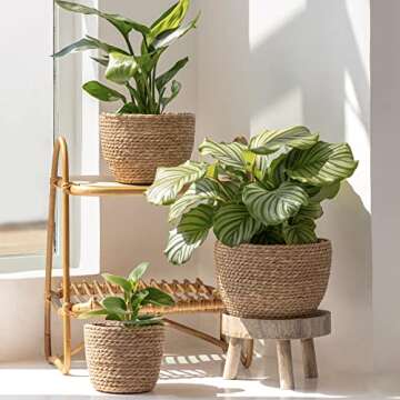 La Jolíe Muse Seagrass Planter Basket Set - Natural 3-Pack for Stylish Organization