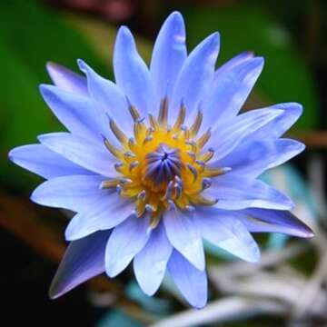 4 Pack Water Lily Tubers Live Aquatic Plant Freshwater Pond Garden Colorful by Greenpro