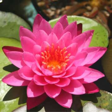 4 Pack Water Lily Tubers Live Aquatic Plant Freshwater Pond Garden Colorful by Greenpro