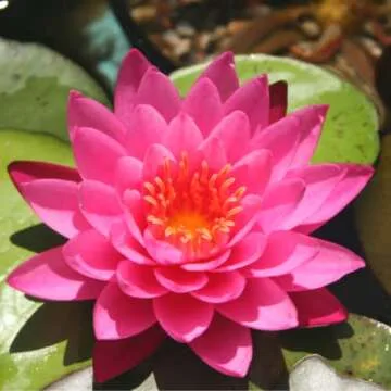 4 Pack Water Lily Tubers Live Aquatic Plant Freshwater Pond Garden Colorful by Greenpro