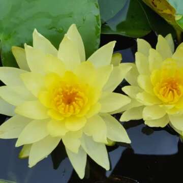 4 Pack Water Lily Tubers Live Aquatic Plant Freshwater Pond Garden Colorful by Greenpro